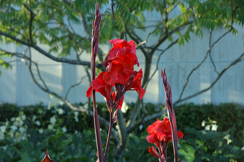 dsc_1288.jpg