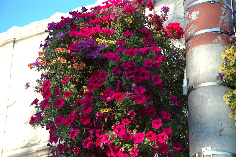 dsc_1296.jpg
